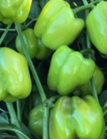 فروش فلفل دلمه ای