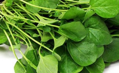 فروش شاهی - تره تیزک