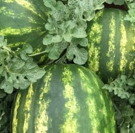 فروش هندوانه