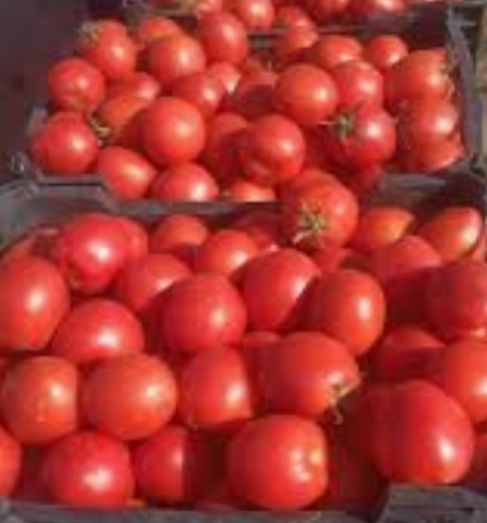 فروش گوجه فرنگی. گرد