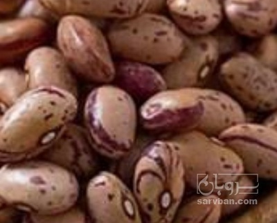 فروش لوبیا چیتی