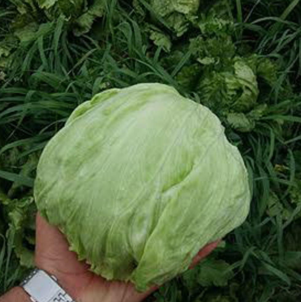 فروش کاهو ایسبرگ - آیسبرگ