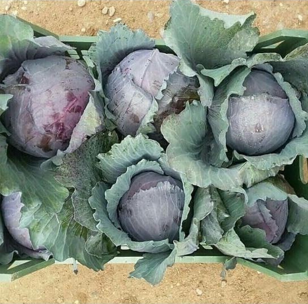 فروش کلم برگی قرمز