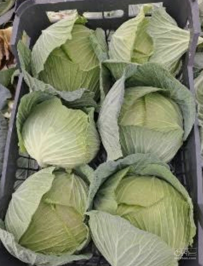 فروش کلم برگی سفید