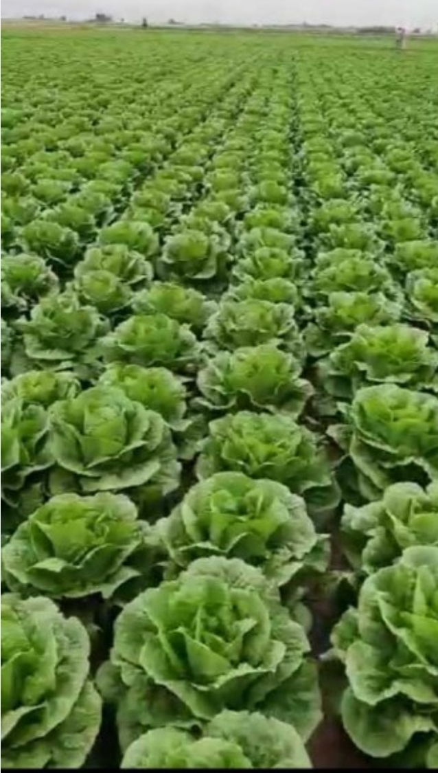 فروش کاهو ایرانی - رومانو