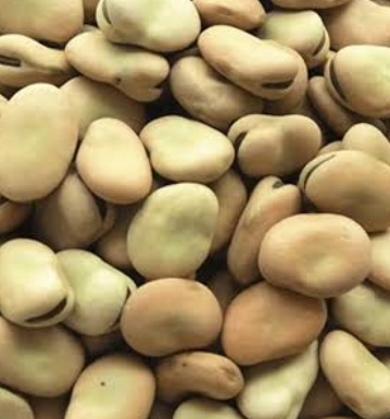 فروش باقلا تازه - باقالی - باقالا