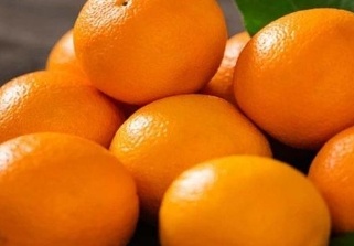 فروش پرتقال