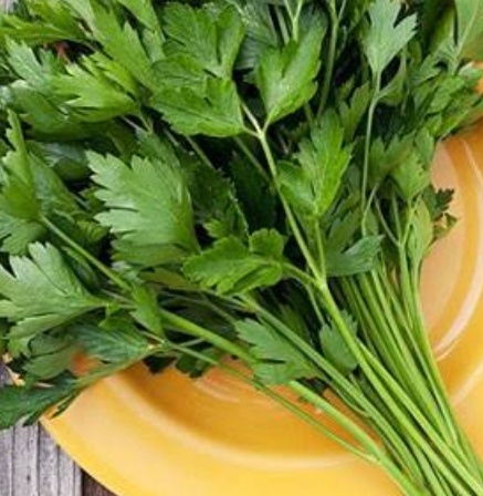 فروش جعفری تازه