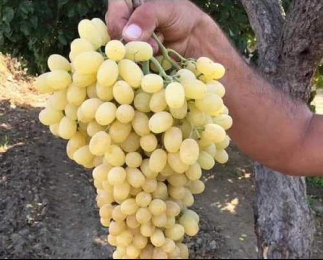 فروش انگور بی دانه