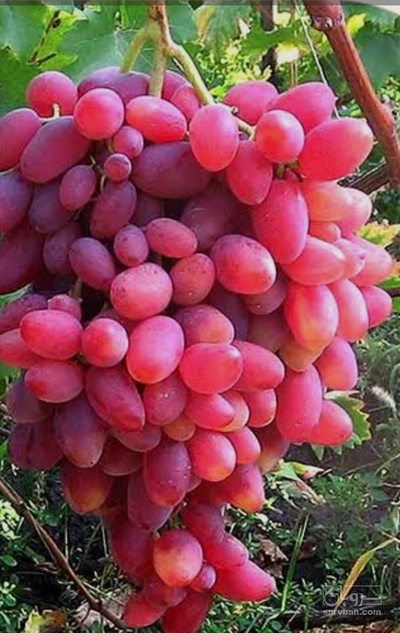 فروش انگور قرمز بی دانه