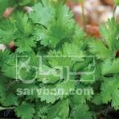 فروش گشنیز