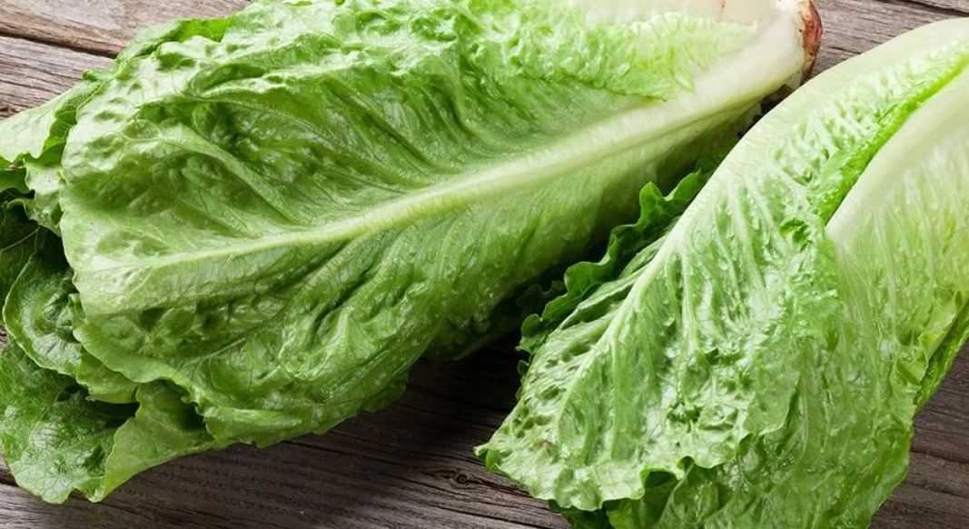 فروش کاهو ایرانی - رومانو