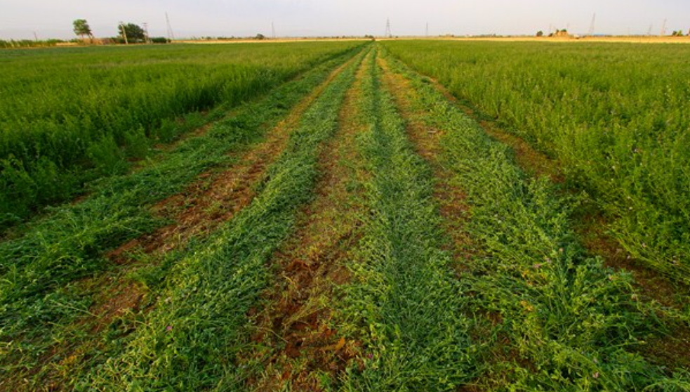 فروش یونجه
