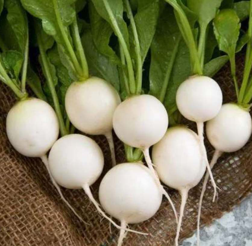 فروش ترب سفید