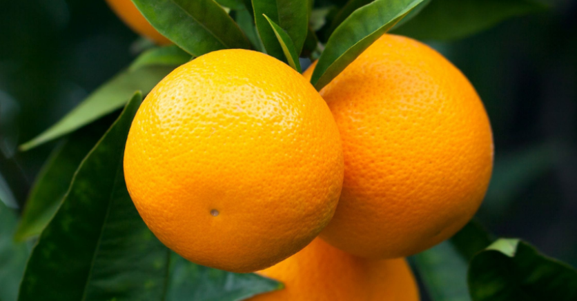 فروش پرتقال