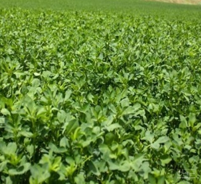 فروش یونجه