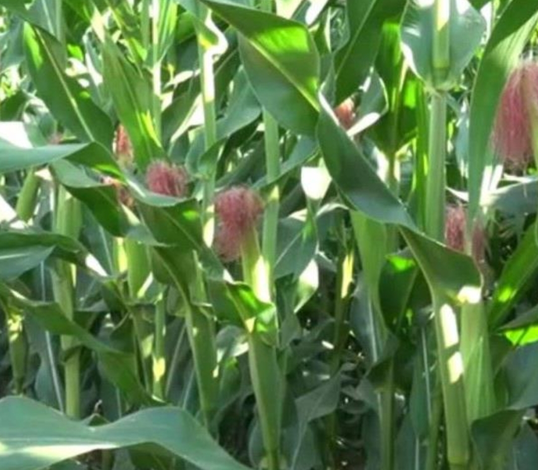 فروش ذرت علوفه ای