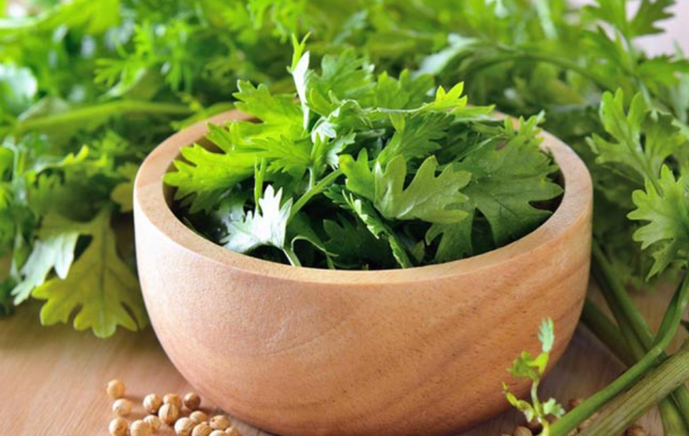 فروش گشنیز