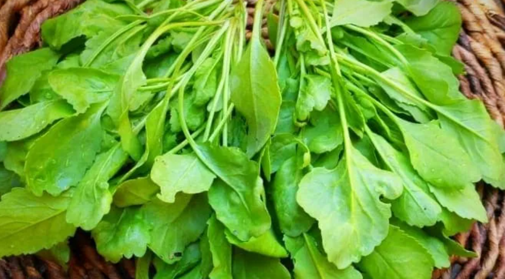 فروش شاهی - تره تیزک