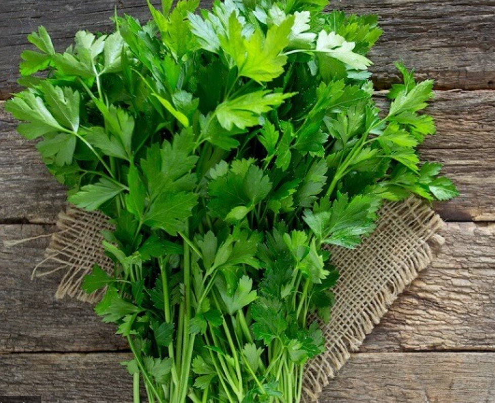 فروش جعفری تازه