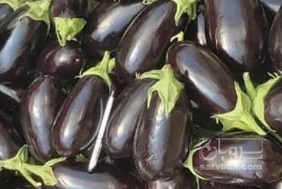 فروش بادمجان