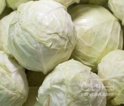 فروش کلم برگی