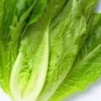 فروش کاهو ایرانی - رومانو