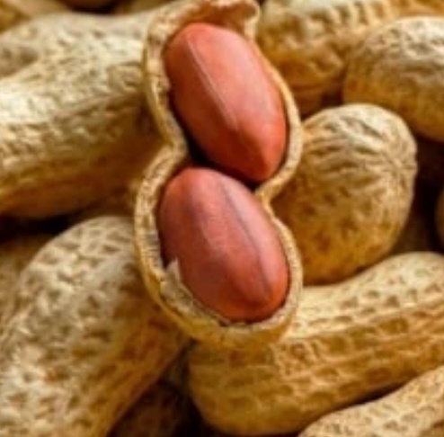 فروش بادام زمینی با قلاف