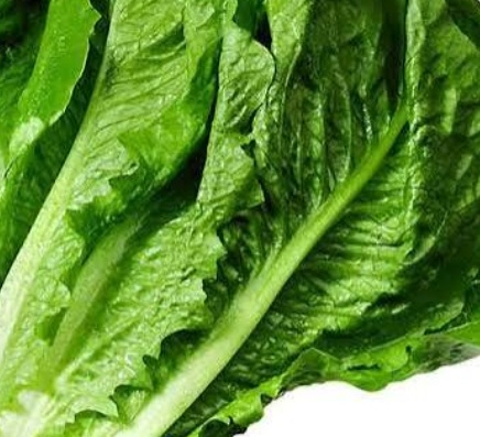 فروش کاهو ایرانی - رومانو