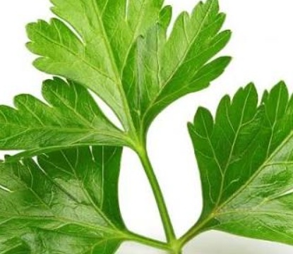 فروش جعفری تازه