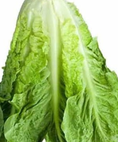 فروش کاهو ایرانی - رومانو