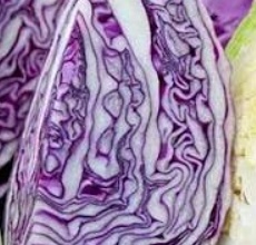 فروش کلم برگی بنفش