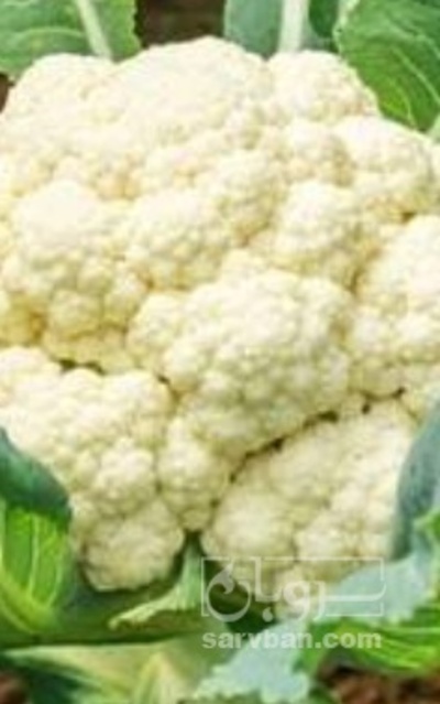 فروش گل کلم