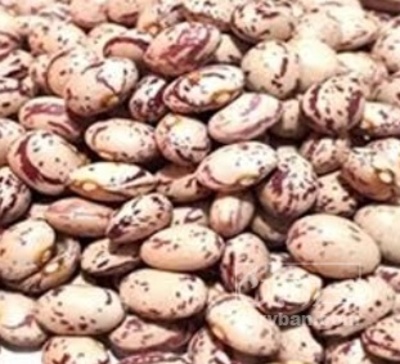 فروش لوبیا چیتی