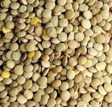فروش عدس