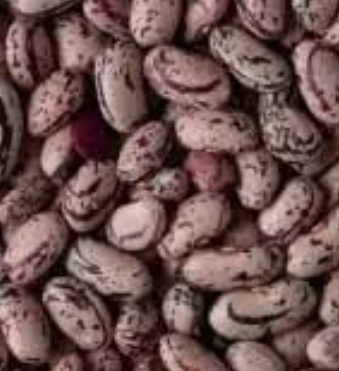 فروش لوبیا چیتی