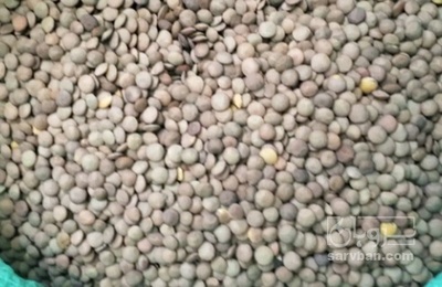 فروش عدس محلی ریز