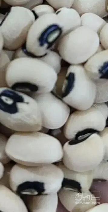 فروش لوبیا چشم بلبلی