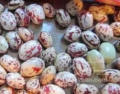 فروش لوبیا چیتی