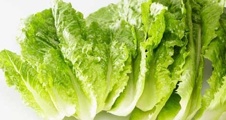 فروش کاهو ایرانی - رومانو