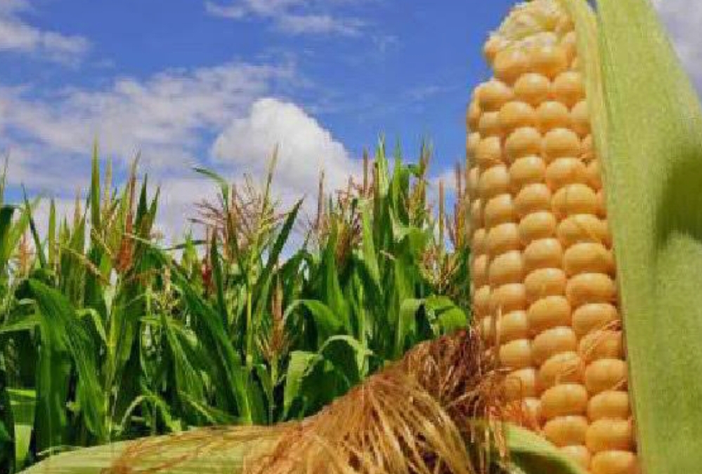 فروش ذرت علوفه ای