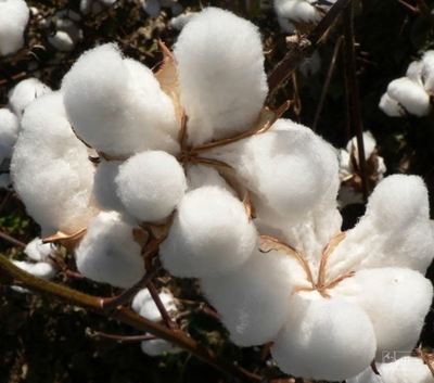 فروش پنبه