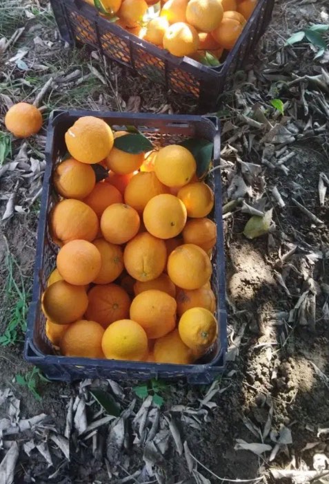 فروش پرتقال