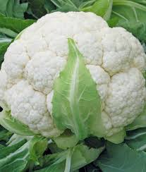 فروش گل کلم