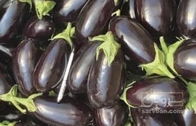 فروش بادمجان 2