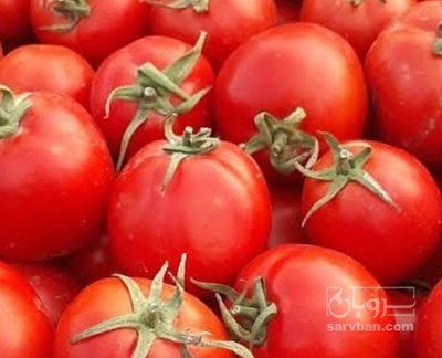 فروش گوجه فرنگی