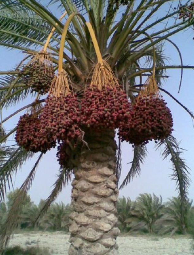 فروش نخل