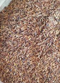 فروش شلتوک برنج