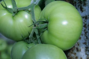 فروش گوجه سبز