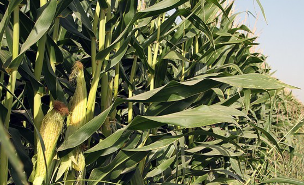 فروش ذرت علوفه ای